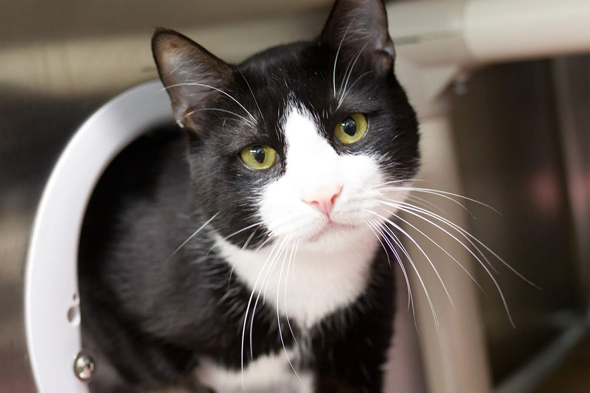 Black and white cat stepping through a portal in a converted double-compartment cage