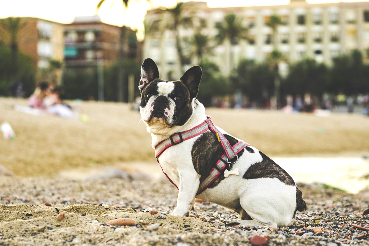 Black-and-white Frenchie sitting in an urban park