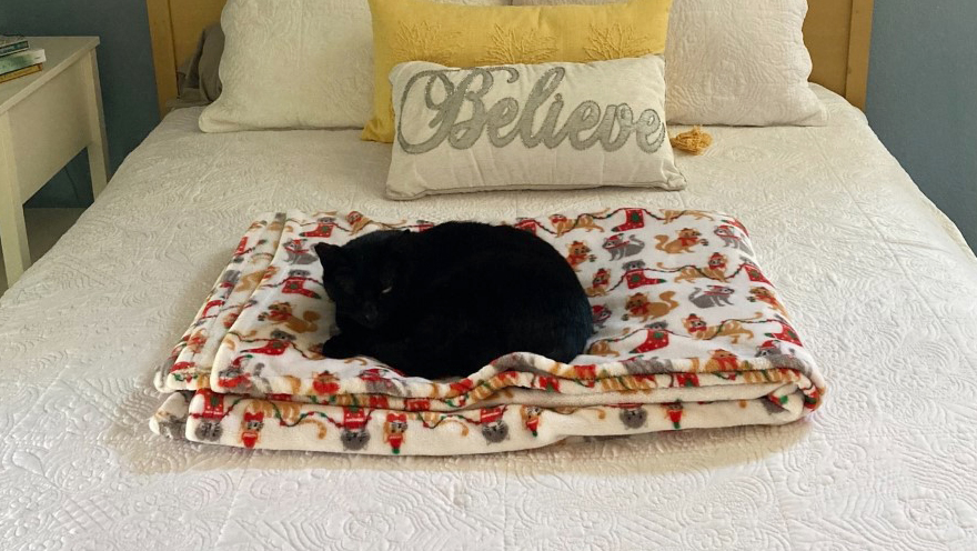 Black cat lies curled up on a fluffy blanket in the middle of a bed