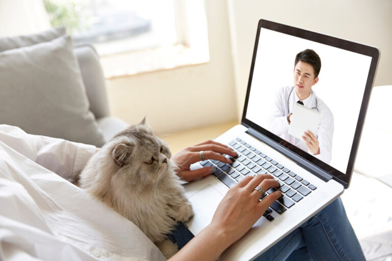 Cat sitting on woman's lap looking at veterinarian on laptop computer