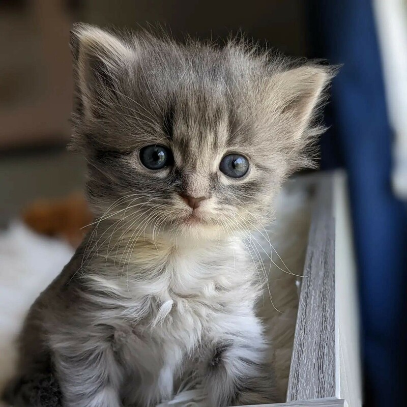 cute gray kitten with fluffy white chest