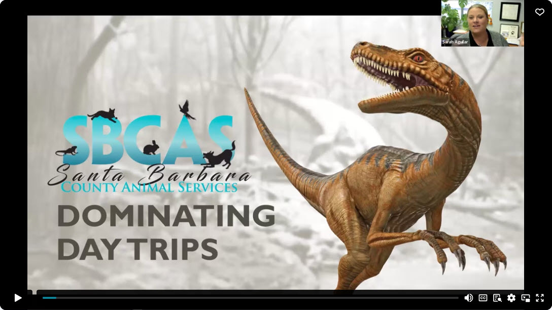 Dog Day Trips in Santa Barbara — Cal4All Call 06/18/24