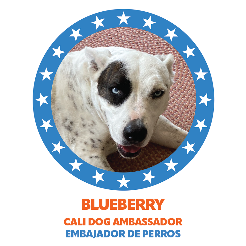 Community Ambassador Blueberry, the Cali Dog