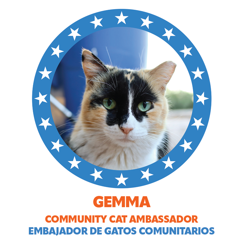 Community Ambassador Gemma the Community Cat