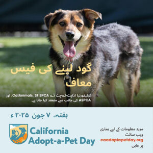 Thumbnail image of social media post with Urdu text on top of an image of a dog