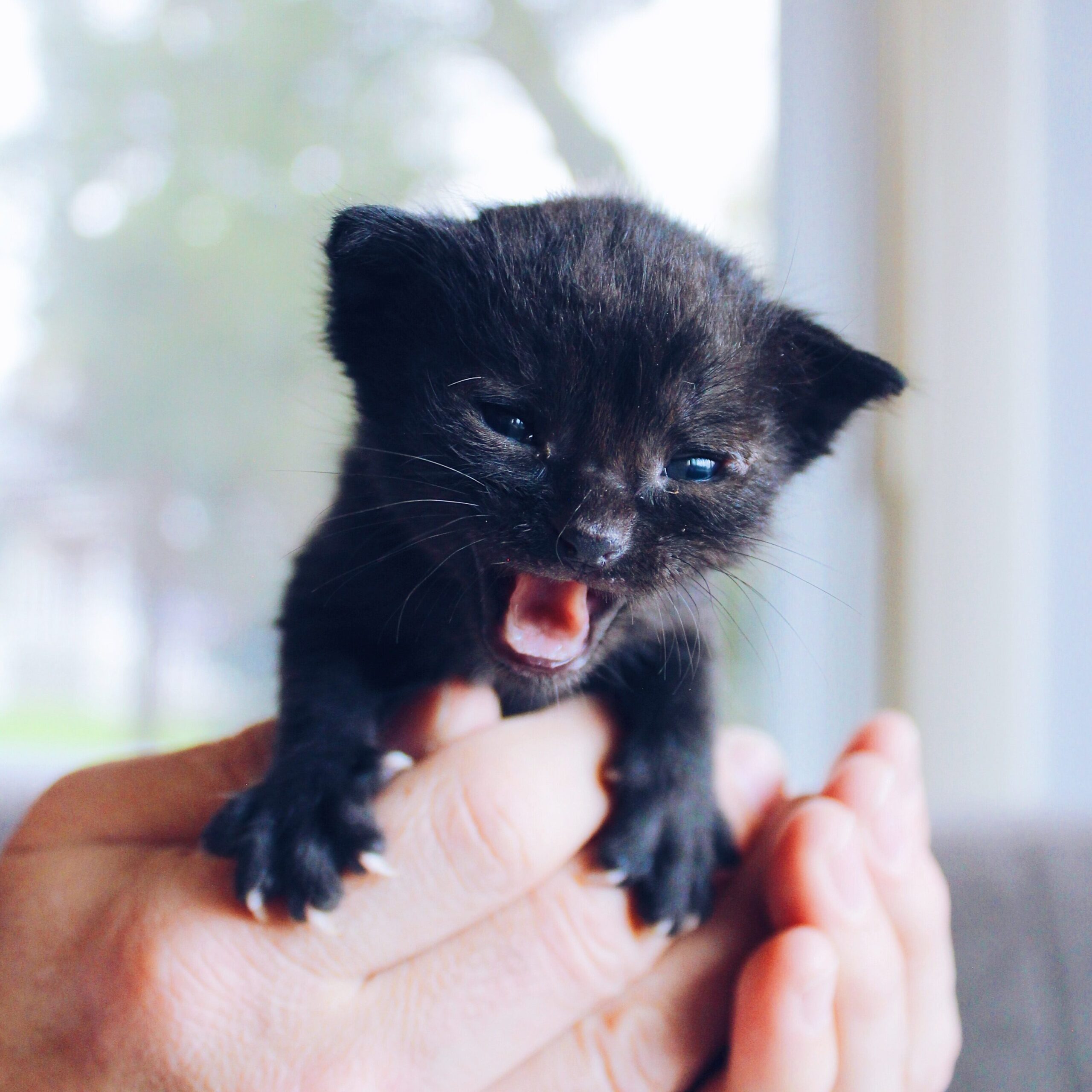 meowing black kitten held in two hands